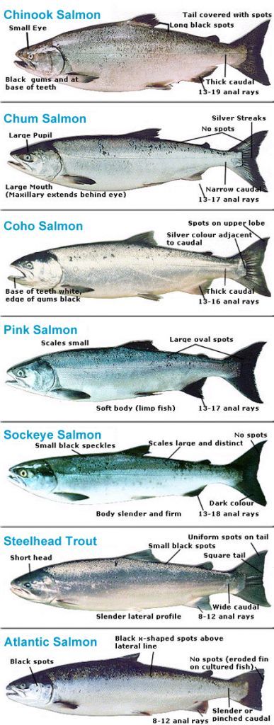 Salmon Fishing In Alaska, Salmon Species, Steelhead Fishing, Steelhead Trout, Alaskan Salmon, Fly Fishing Tips, Salmon Fishing, Fishing Knots, Types Of Fish