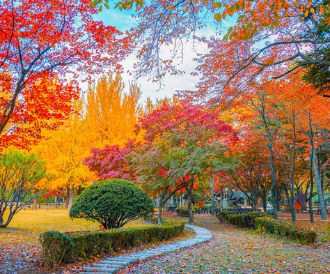 https://link.jpchd.veraxen.com/image:id=403813916 Nami Island Autumn, Nami Island Korea, Nami Island, Fall Canvas, Busan, Photography Inspiration, Seoul, South Korea, New England