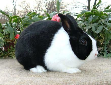 The Dutch rabbit is a suitable pet for both children and adults. The Dutch is generally good-natured and quite sociable with a great personality and can be very energetic. Baby Rabbits Cute, Rabbits Cute, Dutch Shepherd Dog, Baby Rabbits, Primitive Rabbit, Dutch Rabbit, Rabbit Breeds, Indoor Rabbit, Cute Bunnies