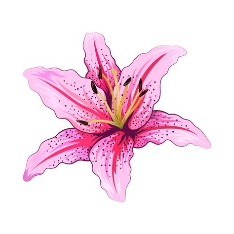 Download the Beautiful lily flower isolated on white background 5240808 royalty-free Vector from Vecteezy for your project and explore over a million other vectors, icons and clipart graphics! Color Pencil Art, Lily Flower, Colored Pencil, Pencil Art, Colored Pencils, Vector Art, White Background, Vector Free, Royalty