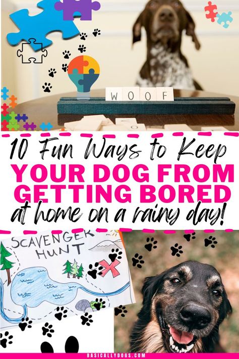 Discover 10 best things to do at home with your dog that will keep them entertained! From DIY boredom busters for dogs to puppy games that provide mental stimulation, fun activities are perfect for training your dog. Get essential dog care tips, and obedience training, and boost your dog brain with simple exercises. Ideal for pet care routines and building a stronger bond, these ideas will help you provide mental stimulation for your dog while keeping them entertained, and have a great time. At Home Enrichment For Dogs, Ways To Entertain Your Dog, Mentally Stimulating Games For Dogs, Dog Enrichment Ideas Indoor, Boredom Busters For Dogs, Dog Mind Stimulation Diy, Dog Stimulation Ideas, Diy Dog Puzzles Enrichment Activities, Dog Stimulation Diy Ideas