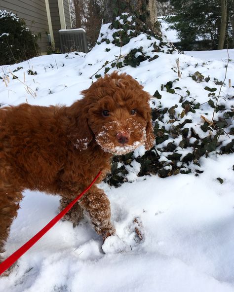 Red Australian labradoodle Red Labradoodle, Australian Labradoodle, Dream Dog, Labradoodle, Cute Dogs, Cute Animals, Puppies, Paintings, Dogs