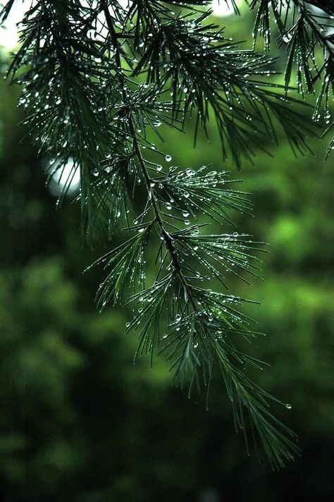 Dark Green Aesthetic, Wallpaper Nature Flowers, Forest Wallpaper, Photo Background Images, Heavy Rain, Beautiful Landscape Wallpaper, Water Droplets, Green Nature, Alam Yang Indah