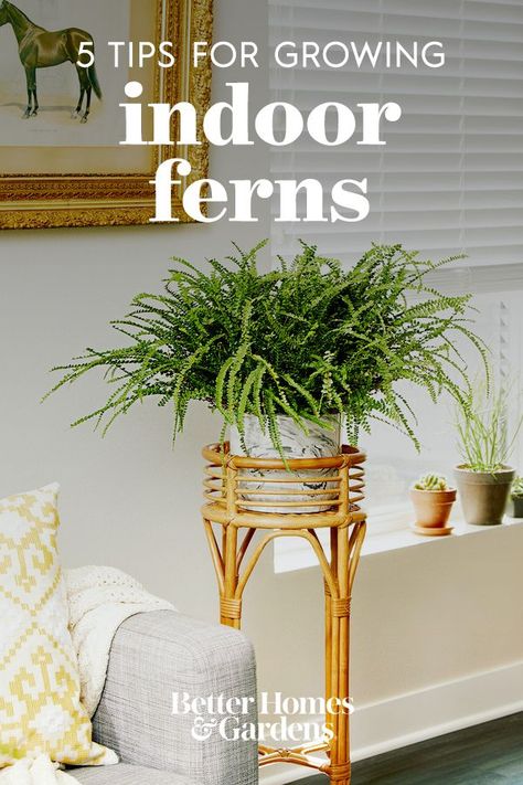 You might be more used to seeing and growing ferns outdoors, but many of them also make beautiful houseplants. Use these gardening tips to successfully grow ferns indoors. #gardening #indoorplants #ferns #gardeningtips #healthyplants #bhg Boston Fern Indoor, Apartment Patio Gardens, Indoor Ferns, Ferns Care, Grow Gorgeous, Indoor Plant Care, Fern Plant, Small Potted Plants, Plant Stand Indoor