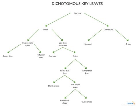 Dichotomous Key for Leaves - A dichotomous key is a tool created by scientists to help scientists and laypeople identify objects and organisms. You can edit this template and create your own diagram. Creately diagrams can be exported and added to Word, PPT (powerpoint), Excel, Visio or any other document.  #Dichotomous #DichotomousKey #DichotomousChart #DichotomousDiagram Dichotomous Key Examples, Xylem And Phloem Notes, Key Concepts In Biology, Endocytosis And Exocytosis Notes, Taxonomic Classification, Dichotomous Key, Flow Chart, Decision Making, Problem Solving