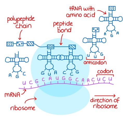 Molecular Biology Notes, Molecular Biology Aesthetic, Translation Biology, Studygram Aesthetic, Learn Biology, Organic Chemistry Study, Nursing Study Tips, A Level Biology, Biology Revision