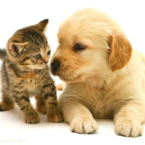 Puppy And Kitten, Puppies Pictures, Dog Cat Pictures, Cat And Dog Videos, Adorable Kittens, Tabby Kitten, Dog Brain, Cute Animals Puppies, Animals Friendship