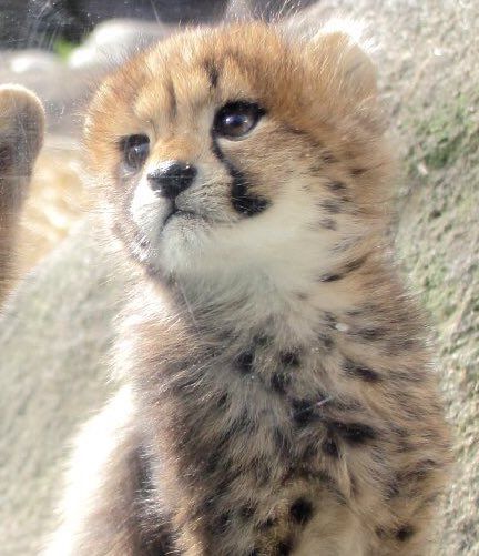 Animal Paws, Baby Cheetah, Unique Photos, Cute Small Animals, Pretty Animals, Cheetahs, Silly Animals, Fluffy Animals, Cute Wild Animals