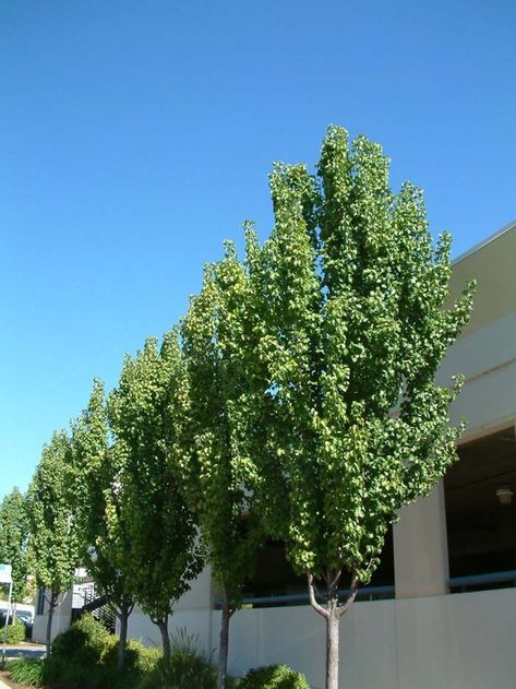 Plant photo of: Pyrus calleryana 'Capital' Ornamental Pear Tree, Pyrus Calleryana, Foundation Ideas, Camp Bach, Privacy Wall, Backyard Area, Street Trees, Backyard Privacy, Coastal Gardens