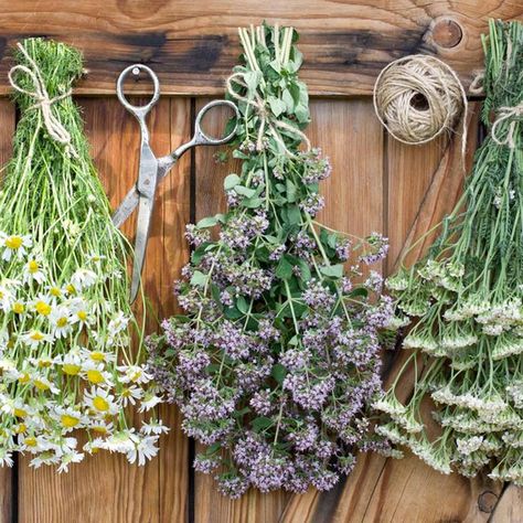 Flowers For Drying, Herb Garden Outdoor, Flower Drying, Dried Flowers Crafts, Living Wall Planter, Best Herbs To Grow, Farm Diy, Diy Flower Wall, Dried Flowers Diy