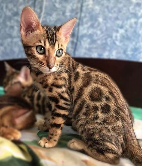 90 Exotic Female Cat Names | The Paws Bengal Cat Names, Asian Leopard Cat, Kitten Names, Bengal Kitten, Rare Cats, F2 Savannah Cat, Cat Spray, Exotic Cats, Cat Behavior