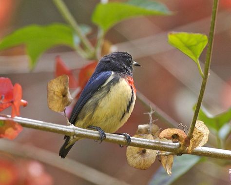 Regions Of The Philippines, Biodiversity Conservation, Forest Habitat, Facts For Kids, Types Of Animals, Animal Facts, Endangered Species, Cebu, Bird Species