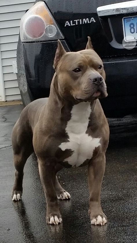 American pitbull terrier / muscle dog / Pitbull Dog Muscle, Pitbull Terriers, Bully Breeds Dogs, Dog Pitbull, Pitt Bull, American Pitbull, Bully Dog, Pitbull Puppies, American Pit