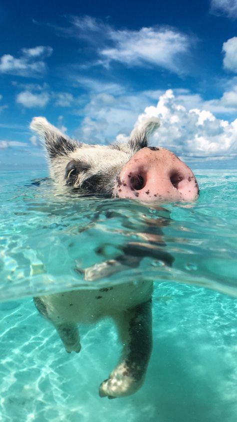 The Bahamas are the perfect place to escape winter's chill and dive into Bahamian magic with these adorable aquatic buddies! Photo by Nejron Photo | Adobe Stock Pig Island Bahamas, Pig Beach Bahamas, Exuma Pigs, Bahamas Pigs, Pig Island, Pig Beach, Swimming Pigs, Vegan Guide, Bahamas Travel