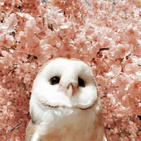 Aesthetic Owl, Aesthetic Animals, Barn Owls, Barn Owl, Little Animals, Cute Little Animals, Follow For More, Owls, Cute Animals