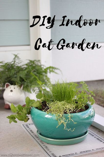 Cat Garden Ideas, Indoor Cat Garden, Cat Diys, Cat Grass Planter, Dog Food Station, Outdoor Vibes, Meow Mix, Cool Cat Trees, Cat Patio