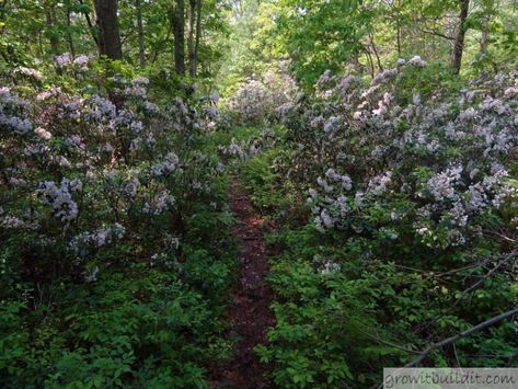 Mountain Laurel 101 – Complete Grow and Care – GrowIt BuildIT Laurel Bush, Laurel Shrub, Kalmia Latifolia, Landscaping Shrubs, Plant Structure, Mountain Laurel, Garden Greenhouse, Native Garden, Evergreen Shrubs