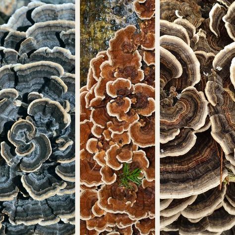 17 Turkey Tail Mushroom Facts At A Glance Turkey Tale Mushroom, Turkey Tail Mushroom Recipe, Turkey Tail Mushroom Benefits, Mushroom Facts, Diy Mushrooms, Herbal Knowledge, Mushroom Photos, Herb Magic, Mushroom Farming