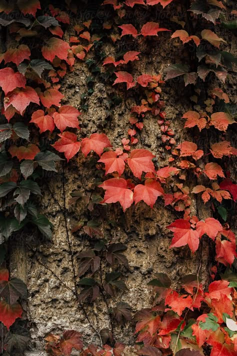 "Autumn Ivy" by Stocksy Contributor "Pixel Stories" Nature Backdrop Ideas, Ivy Background, Ivy Aesthetic, Ivy Wallpaper, Ivy Photography, Flower Reference, Ivy Vine, Leg Sleeve, Ivy Leaf