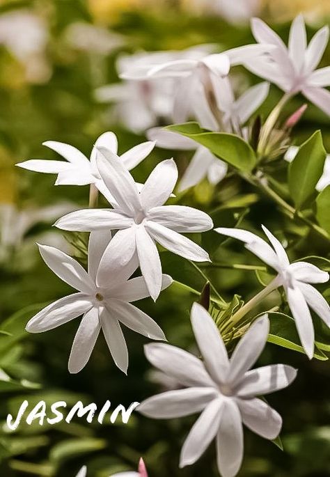 Jasmine Plant, Fragrant Garden, Jasmine Flower, Moon Garden, Beautiful Flowers Garden, Beautiful Flowers Wallpapers, Flower Lover, Exotic Flowers, Types Of Flowers