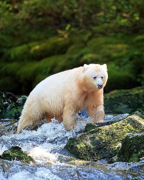 Kermode Bear (Ursus americanus kermodei) / Ours noir kermode / Image by johnemarriott (John E Marriott) from instagram Kermode Bear, Great Bear Rainforest, Nature Games, Spirit Bear, Animal Games, Animal Planet, From Instagram, Painting Inspiration, Polar Bear