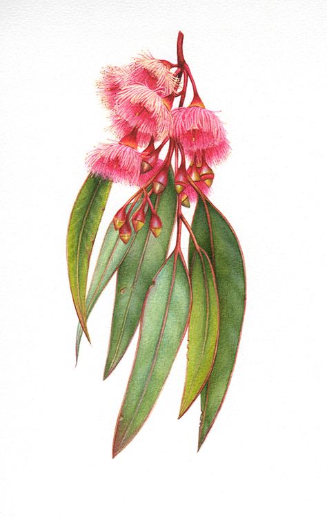 Australian Wildflowers, Australian Flowers, Australian Native Flowers, Australian Native Plants, Australian Flora, Illustration Botanique, 수채화 그림, Plant Drawing, Botanical Painting