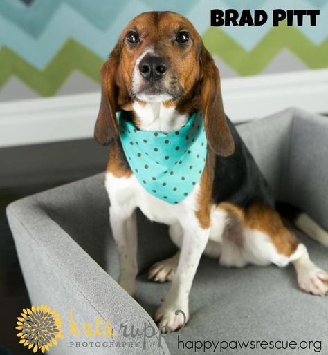 Adoptable beagle in central NJ. Meet one of our newest celebrity releases, the handsome and talented Brad Pitt. Brad is crate-trained, and he gets along with kids, cats and dogs. happypawsrescue.org Adoptable Beagle, Crate Training, Beagle Dog, Cats And Dogs, Brad Pitt, Adoption, Dog Cat, Dogs