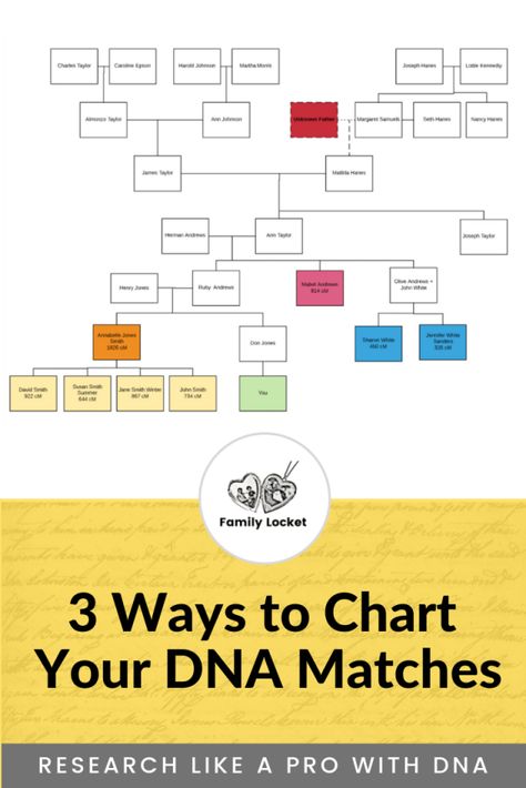 Seeing the Big Picture: 3 Ways to Chart Your DNA Matches – Family Locket Dna Drawing, Genetic Genealogy, Dna Tree, Pedigree Chart, Family Tree Research, Genealogy Websites, Genealogy Forms, Funny Test, Dna Genealogy