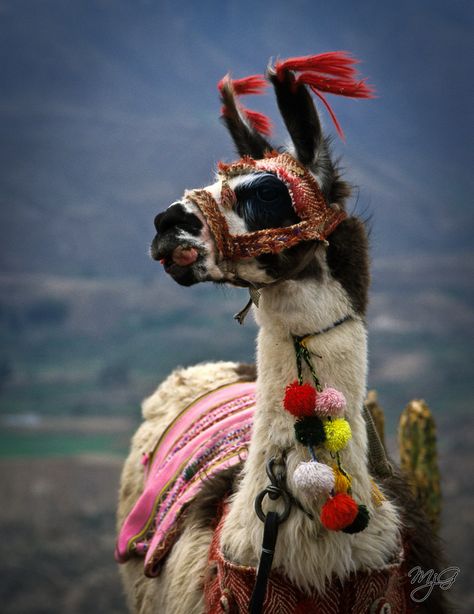 https://flic.kr/p/bsexWM | Llama | This llama was posing for photos near the Colca Canyon in Peru. Llama Drama, Llama Alpaca, Animal Tattoos, Animals Friends, Beautiful Creatures, Headdress, Animal Kingdom, Llama, Animals Beautiful