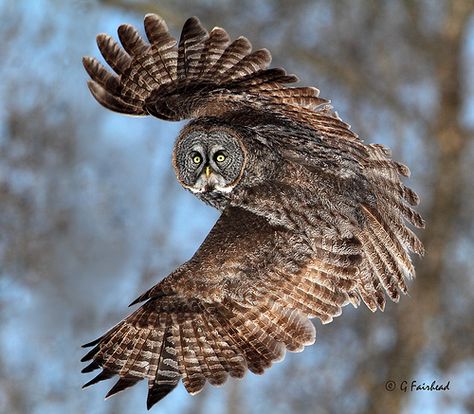 Top Down | Great Grey Owl Canon 7D and 500F4 Ottawa ON | Gary Fairhead | Flickr Grey Owl, Great Grey Owl, Owl Tattoo Design, Owl Photos, Owls Drawing, Owl Pictures, Gray Owl, Forest Spirit, Beautiful Owl