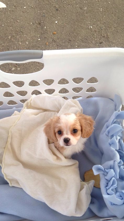 Cavatese; Maltese and King Charles cavalier mix ❤️ King Charles Cavalier, Cavalier King Charles Dog, Cute Dogs Images, King Charles Dog, King Charles Cavalier Spaniel Puppy, Dogs Breeds, Cute Animals Puppies, Dream Dog, Very Cute Dogs