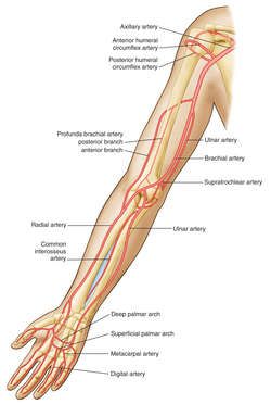 Brachial artery | definition of brachial artery by Medical dictionary Brachial Artery, Forearm Anatomy, Arteries Anatomy, Superior Mesenteric Artery, Internal Carotid Artery, Subclavian Artery, Abdominal Aorta, Vertebral Artery, Medical Dictionary