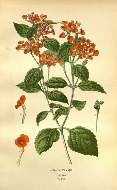 BOTANICAL Lantana Flower, Lantana Camara, Favourite Flowers, Illustration Botanique, Large Picture Frames, Flower Illustration, Flower Images, Botanical Illustration, Botanical Art