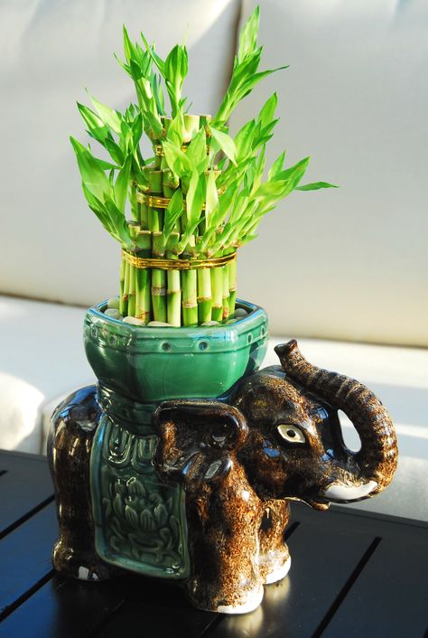 Lucky Bamboo Plants Decor Ideas, Lucky Bamboo Decor, Bamboo Arrangement, Money Plant Decor Indian, Lucky Bamboo Plants Decor, Bamboo House Plant, Lucky Bamboo In Soil, Lucky Bamboo Decor Glass Vase, Horses Painting