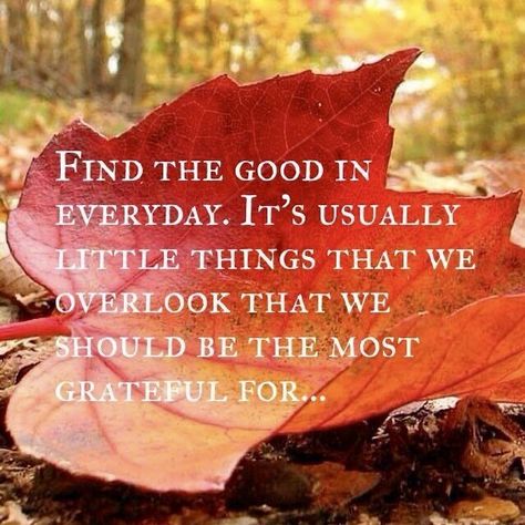 Fall Blessings Quotes, Count Blessings, Tough Quotes, Counting Blessings, Fall Blessings, Counting My Blessings, November Quotes, Grateful For Today, Grateful Quotes