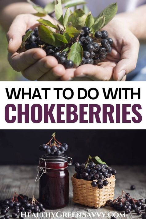 Chokeberry Recipes, Aronia Berry Recipes, Aronia Berry, Homemade Fruit Leather, Food Foraging, Aronia Berries, Native American Food, Wild Food Foraging, Seasonal Eating