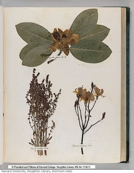 Pressed Plants, Botanical Sketchbook, The Poet, Virtual Art, Language Of Flowers, Emily Dickinson, Plants Flowers, Nature Journal, Flower Beauty