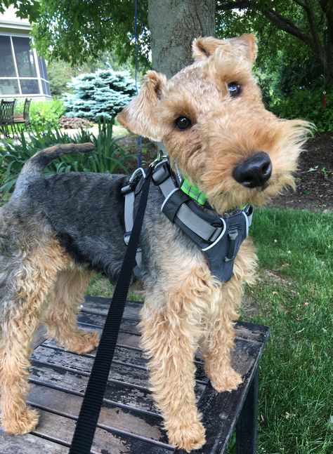 Kipper the Welsh Terrier ❤️ Welsh Terrier Puppy, Lakeland Terrier, All Breeds Of Dogs, Welsh Terrier, Dogs Breeds, Terrier Puppy, Airedale Terrier, Kittens And Puppies, Bramble