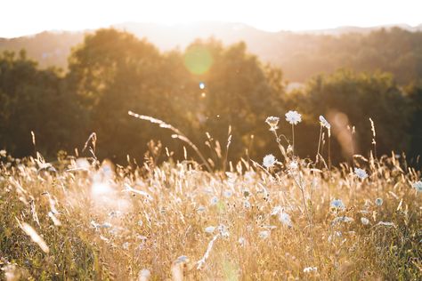 meadow Golden Hour Photography, Golden Goddess, Focus Photography, Photos Hd, + Core + Aesthetic, The Meadows, Flower Field, Nature Photos, Golden Hour