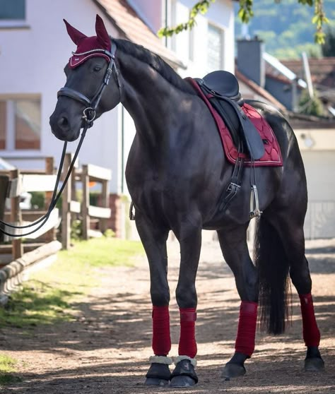 Arena Design, Horse Lifestyle, Show Jumper, Horse Story, Horse Riding Outfit, Indoor Arena, Equestrian Aesthetic, Horse Games, Hanoverian