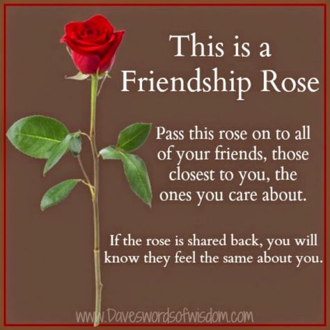 Daveswordsofwisdom.com: This is the rose of friendship. Friendship Rose, Mixed Pictures, Friendship Pictures, Friendship Images, Best Whatsapp Dp, Rose Quotes, Dp For Whatsapp, Friends Forever Quotes, Best Friendship