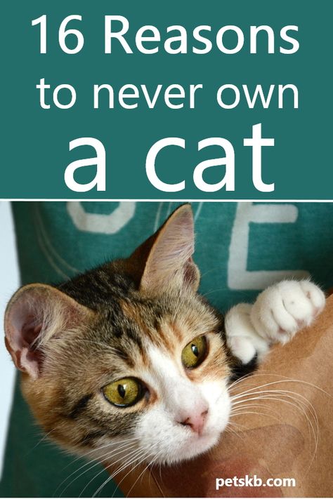 Kittens Care, Cat Guide, Raising Kittens, Cat Funnies, Cat Life Hacks, Cat Behavior Facts, Cat Cartoons, Cat Tips, Cat Ownership