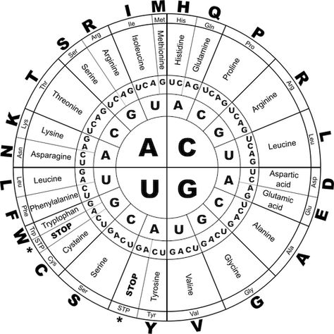 Amino Acids Benefits, 12 Archetypes, Visual Analytics, Erectile Dysfunction Remedies, Molecular Genetics, Genetic Code, Health Infographics, Biology Facts, Medical Laboratory Science