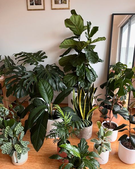 My plants are usually spread out all over my house, whenever I have them clustered (usually to drip dry after watering) I have to take a snap! Who else turns into the paparazzi whenever their plants are together 🌿🌵🍃🎍🪻🪴🎋 . . . . #plantcollection #plantpeople #plantsmakepeoplehappy #dogsandplants #plants #photodunp #begonia #peperomia #pilea #plantcollections #plantclub House Plants Bedroom, Pretty House Plants, Water House Plants, House Plant Aesthetic, Plant House Aesthetic, Plants And Crystals, Indore Plants, Plants Aesthetic, Plant Corner