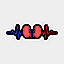 Kidney Dialysis Nurse Nephrology Nurse - Kidney - Sticker | TeePublic Kidney Sticker, Baby Afro, Benefits Of Sports, Kidney Pain, Garlic Health Benefits, Brand Activation, Benefits Of Sleep, Nurse Stickers, Learn Yoga