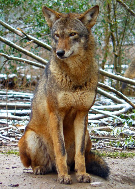 75-100 red wolves in the Alligator River National Wildlife Refuge       ---- Near entrance to Outer Banks Wolf World, Wolf Hybrid, Wolf Photos, Wolf Love, Red Wolf, Wild Wolf, Wolf Spirit, Beautiful Wolves, Extinct Animals