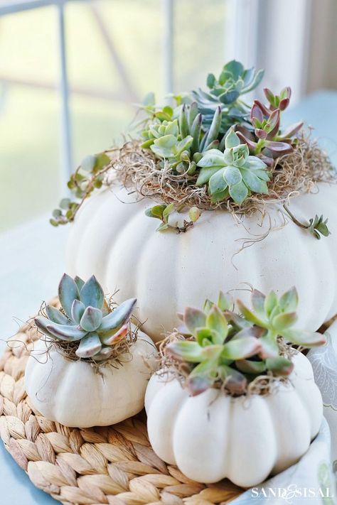 Kaktus Dan Sukulen, Succulent Pumpkin, Pumpkin Planter, Pumpkin Centerpiece, Fall Kitchen Decor, Gorgeous Centerpieces, Easy Fall Crafts, Pumpkin Centerpieces, Fall Kitchen