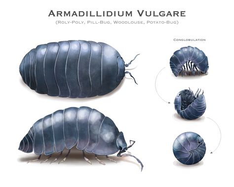 Roly Poly Drawing, Pill Bug Drawing, Roly Poly Tattoo, Pill Bugs, Bugs Drawing, Woodlice, Pill Bug, Cool Bugs, Tattoo Now