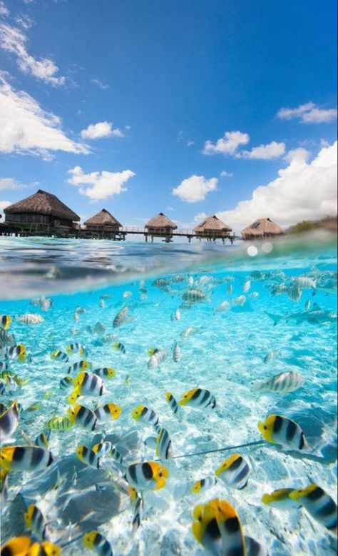 Bora Bora Vacation, Beautiful Places In Japan, Travel Destinations Photography, Best Snorkeling, Vacation Bag, One Thousand, Philippines Travel, Dream Travel Destinations, Travel Instagram