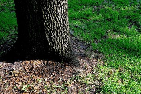 How To Grow Grass Under A Tree Growing Grass From Seed, Shade Tolerant Grass, Best Grass Seed, Plants Under Trees, Planting Grass, Shade Grass, Growing Grass, Landscaping Inspiration, Grass Type